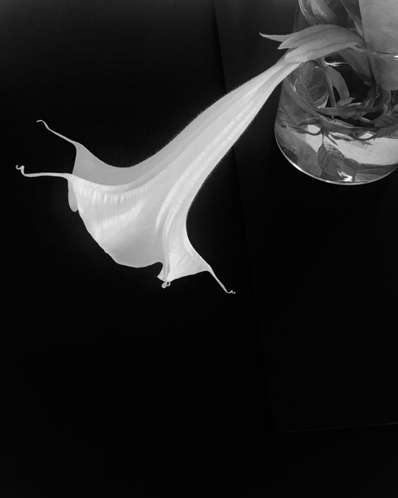 L'Immagine fa parte di una serie dal titolo "Donne mi quelque chose qui ne meure pas" - Flower